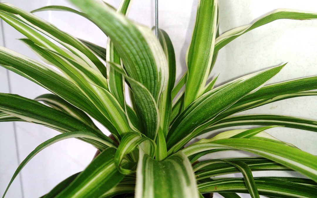 Improve Indoor Air Quality