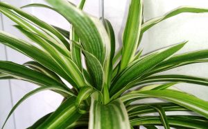 Improve Indoor Air Quality